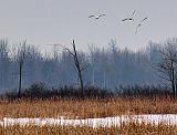 Swans In Flight_21985